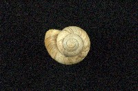 藏品(球蝸牛)的圖片